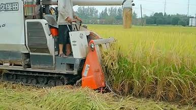 水稻秋收场景机器收割水稻视频的预览图